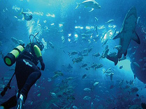 Туры и сафари в ОАЭ - погружение с акулами в аквариуме Дубай Молла